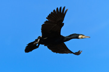 cormorant (phalacrocorax carbo )