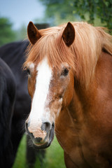 Portrait of brown horse