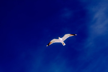 seagull
