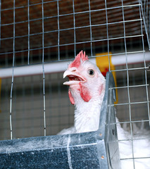 Few chickens eating combined feed in the cage © kingan