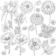 Set of flowers  and leaves sketch