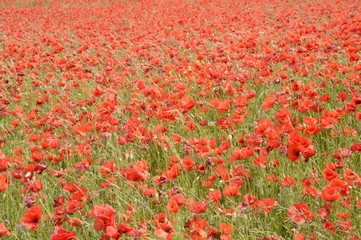 Champ de coquelicots