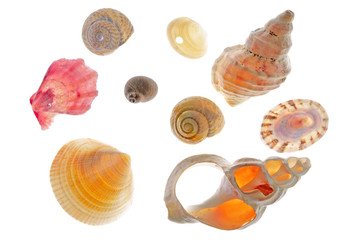 sea shells