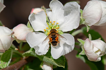 Bee on white flower Apple