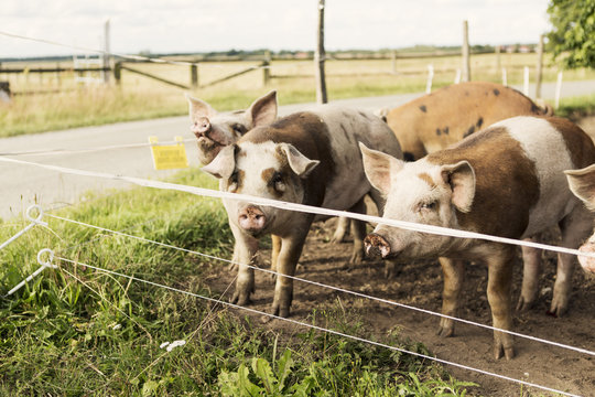 Pigs on field by road at farm