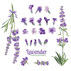Set Lavender flowers elements. Botanical illustration. © zzayko