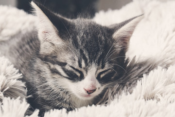 chaton tigré dormant 