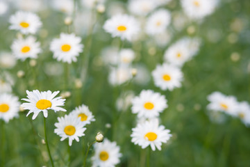 Fototapeta premium Field of chamomiles in summer