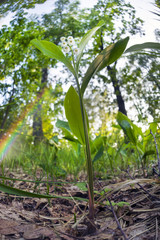 sunflowers after the rain