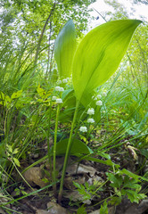 sunflowers after the rain