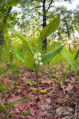 Fototapeta premium sunflowers after the rain