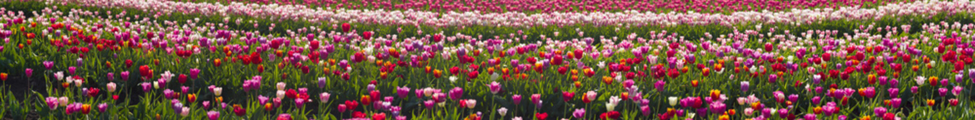 Fototapety  Tulipany w regionie karpackim