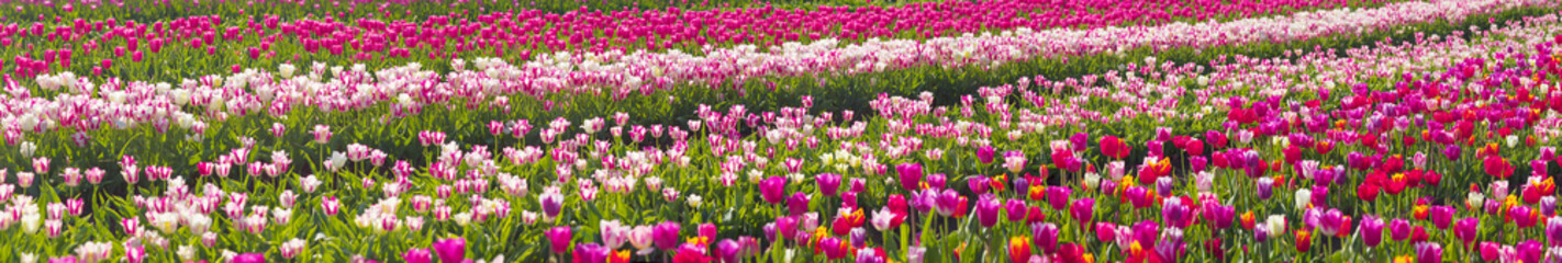 Tulips in the Carpathian region