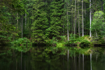 Dark deep nature forest lake