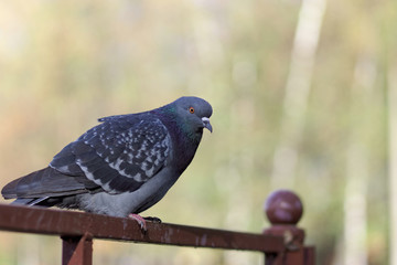 Dove sitting on brown fence