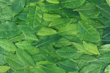 Green forest leaves