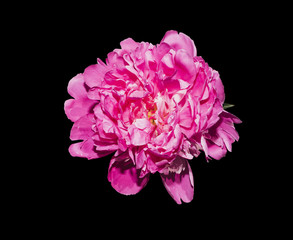 Red peony, isolated on black background.