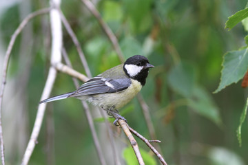 Squeaker great tit aka parus major learn to fly springtime