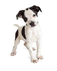 Cute Curious Puppy Looking Forward