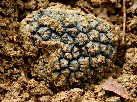 A Perigord truffle (Tuber melanosporum), known as the black diamond, being dug out of the ground