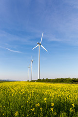 Beautiful fields surrounding windmills on the field during summer day with blue sky
