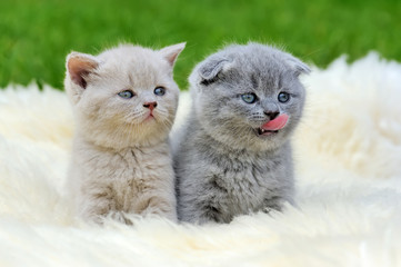 Two kitten on white blanket © byrdyak