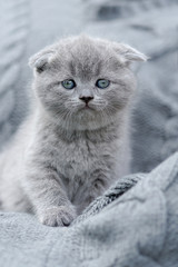 Little kitten on gray cloth © byrdyak