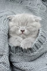 Gray kitten sleep in gray clouth