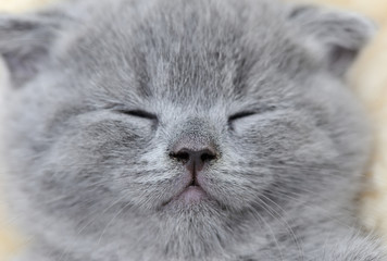 Close gray kitten portrait