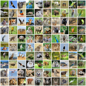 Collage of 100 photos of wildlife