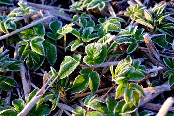 Green leaves with hoarfrost