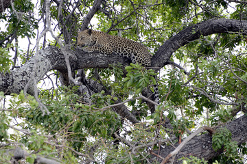 Naklejka na ściany i meble Cheetah, Kruger National Park, South Africa
