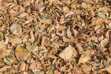Stack of dry leaves in winter. natural background.

