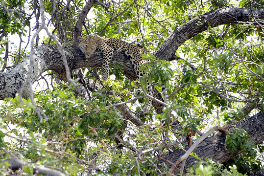 Cheetah, Kruger National Park, South Africa