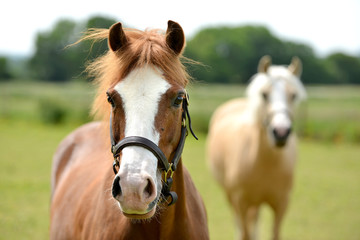 Fototapeta premium Young horse