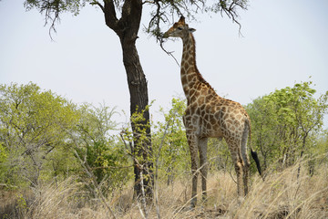 Giraffe, Kruger National Park, South Africa