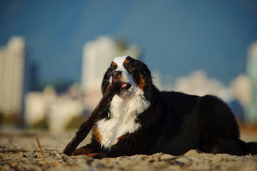 Bernese Mountain Dog lying on the beach chewing on a large stick with city buildings in the background
