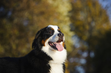 Bernese Mountain Dog in front of fall trees