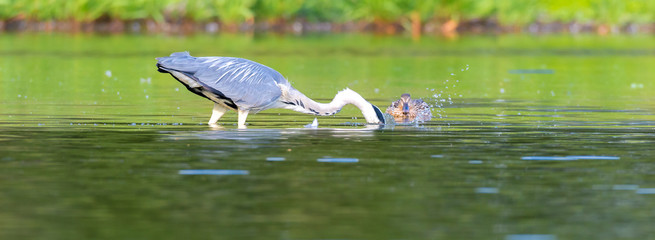 Graureiher (Ardea cinerea) fischt in einem Teich und wird von einer weiblichen Stockente dabei...