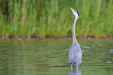 Graureiher (Ardea cinerea) schaut nach einem weiteren Graureiher der sich im Anflug auf den Teich befindet