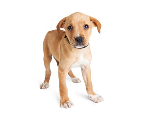 Shy Crossbreed Puppy Over White
