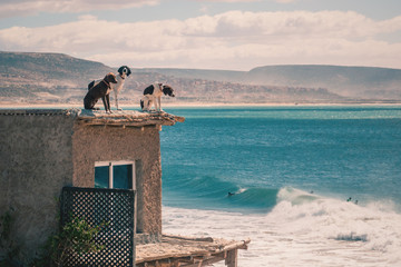 Dogs watching the waves at Anchor Point