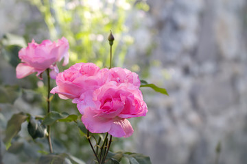 pink roses in the morning on the background of a stone wall
