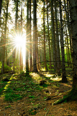 Fototapeta na wymiar Sonnenaufgang im Wald