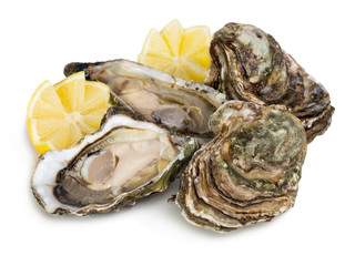 Oysters