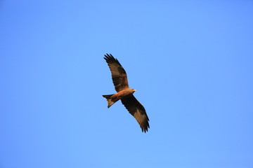 Yellow-billed kite (Milvus aegyptius) in Nyungwe National Park,Rwanda 