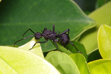 Small ant on green leaf and tree