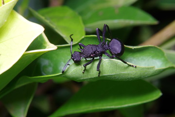 Small ant on green leaf and tree