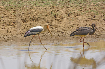 Painted Stork and a Black Stork on Patrol in a waterhole