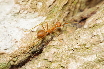 Small ant on green leaf and tree